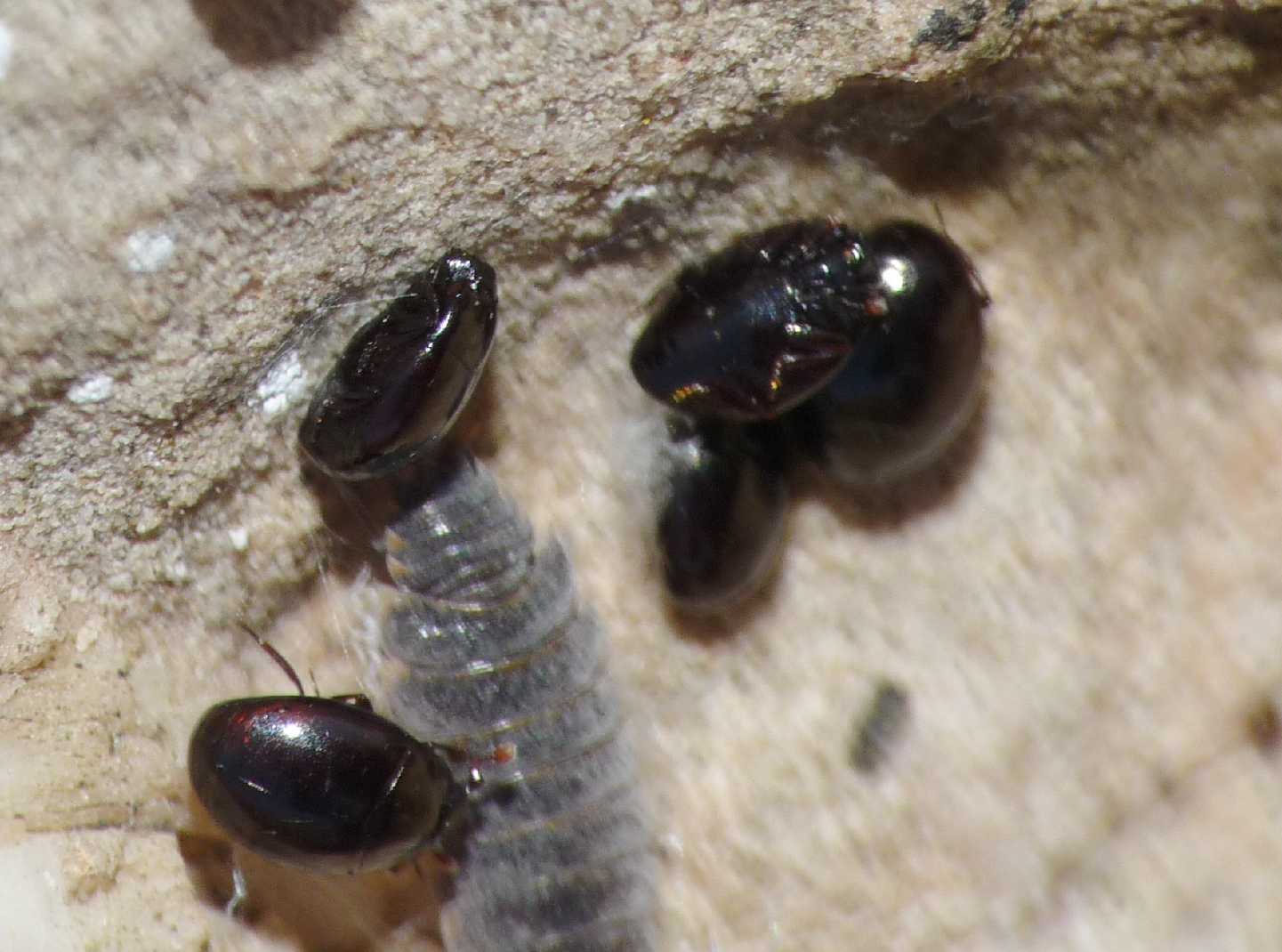 Piccoli coleotteri neri: Abraeus cfr parvulus (Histeridae)